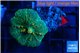 Rhodactis green & orange 3-4 cm WYSIWYG acclimaté