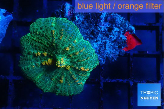 Rhodactis green & orange 3-4 cm WYSIWYG acclimaté