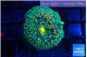 Ricordea floridae green blue spot 1 polyp WYSIWYG acclimaté