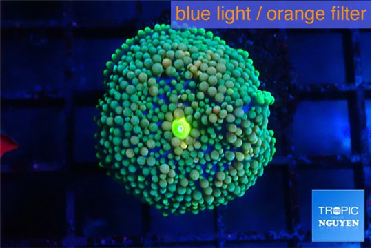 Ricordea floridae green blue spot 1 polyp WYSIWYG acclimaté