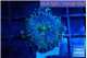 Rhodactis purple Tonga 1 polyp WYSIWYG acclimaté