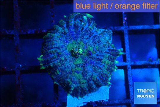Rhodactis purple Tonga 1 polyp WYSIWYG acclimaté