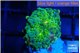 Ricordea yuma green 1 polyp WYSIWYG acclimaté