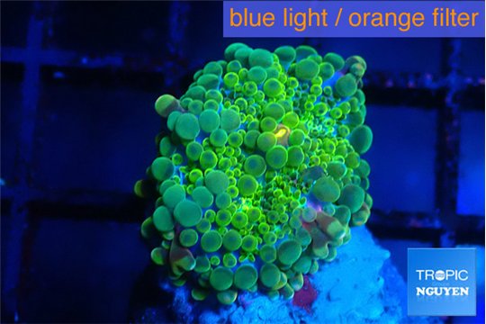 Ricordea yuma green 1 polyp WYSIWYG acclimaté