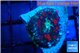 Rhodactis blood stain 1 polyp WYSIWYG acclimaté