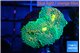 Ricordea floridae green gold 2 polyps WYSIWYG acclimaté