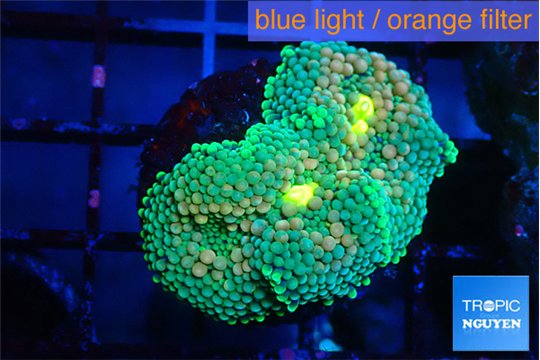 Ricordea floridae green gold 2 polyps WYSIWYG acclimaté