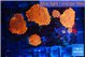 Rhodactis red devils 4-6 polyps WYSIWYG acclimaté