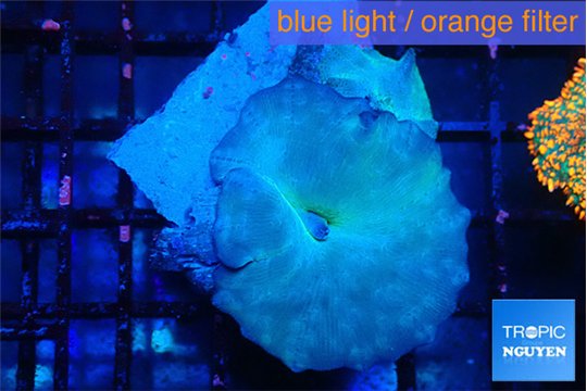 Discosoma avatar deep blue 2 polyps WYSIWYG acclimaté