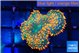 Rhodactis orange green premium 1 polyp WYSIWYG acclimaté