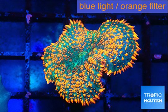 Rhodactis orange green premium 1 polyp WYSIWYG acclimaté