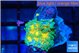 Ricordea yuma Dakota fusion 1 polyp WYSIWYG acclimaté