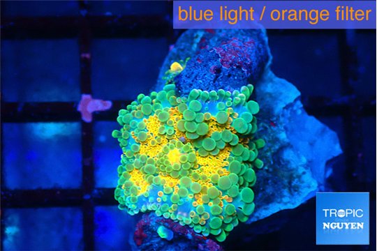 Ricordea yuma Dakota fusion 1 polyp WYSIWYG acclimaté