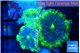 Ricordea yuma UFO 3 polyps WYSIWYG acclimaté