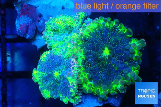 Ricordea yuma UFO 3 polyps WYSIWYG acclimaté
