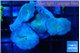 Discosoma avatar deep blue 4 polyps WYSIWYG acclimaté