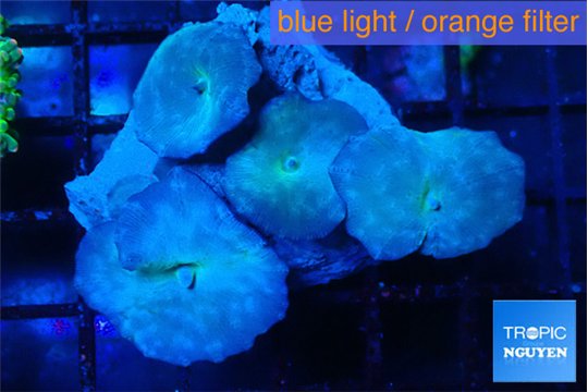 Discosoma avatar deep blue 4 polyps WYSIWYG acclimaté