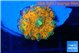 Ricordea yuma solar eruption 1 polyp WYSIWYG acclimaté