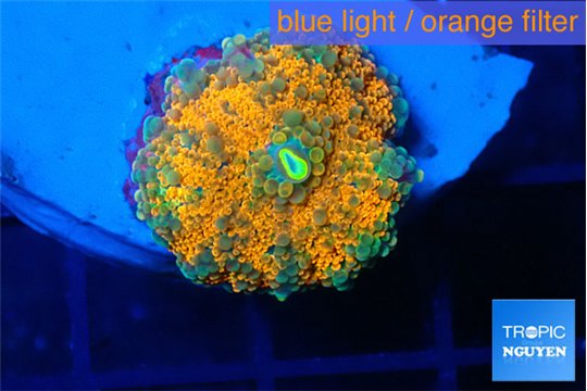 Ricordea yuma solar eruption 1 polyp WYSIWYG acclimaté