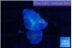 Discosoma avatar deep blue 2 polyps WYSIWYG acclimaté