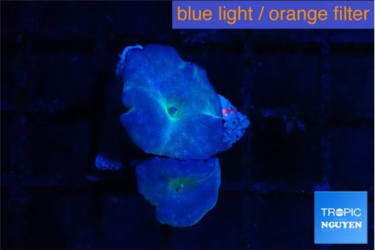 Discosoma avatar deep blue 2 polyps WYSIWYG acclimaté