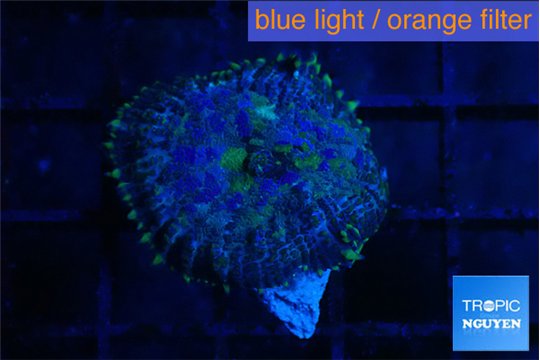 Rhodactis purple Tonga 1 polyp WYSIWYG acclimaté