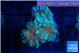 Ricordea yuma red green 2 polyps WYSIWYG acclimaté