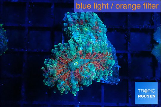 Ricordea yuma red green 2 polyps WYSIWYG acclimaté