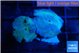 Discosoma avatar deep blue 2 polyps WYSIWYG acclimaté