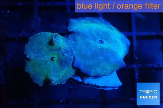 Discosoma avatar deep blue 2 polyps WYSIWYG acclimaté