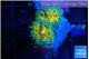 Ricordea yuma Dakota fusion 2 polyps WYSIWYG acclimaté