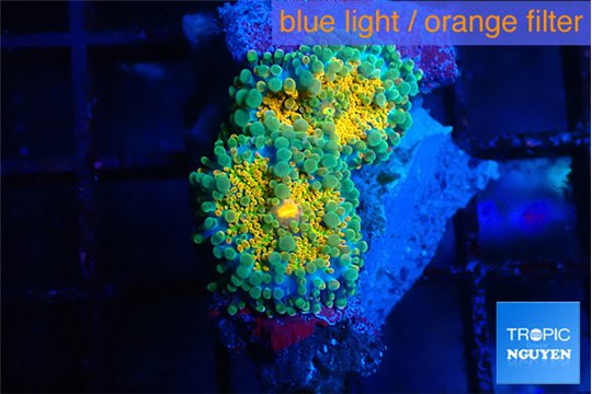 Ricordea yuma Dakota fusion 2 polyps WYSIWYG acclimaté