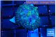 Rhodactis purple Tonga 1 polyp WYSIWYG acclimaté