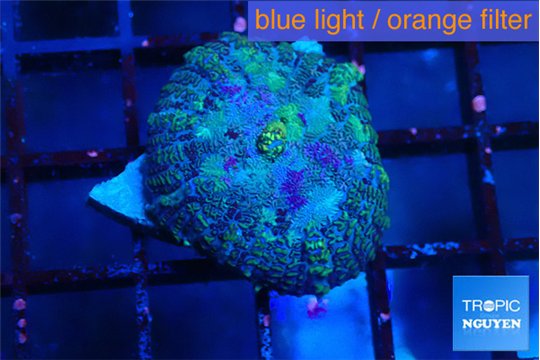 Rhodactis purple Tonga 1 polyp WYSIWYG acclimaté