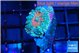Ricordea yuma red green 1 polyp WYSIWYG acclimaté