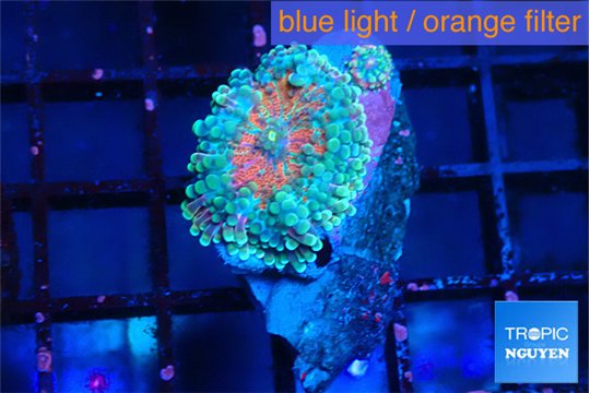 Ricordea yuma red green 1 polyp WYSIWYG acclimaté