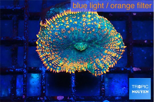 Rhodactis orange green 1 polyp WYSIWYG acclimaté