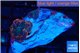 Rhodactis flash burn small polyps 2 polyps WYSIWYG acclimaté