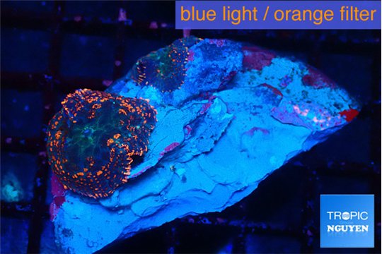Rhodactis flash burn small polyps 2 polyps WYSIWYG acclimaté
