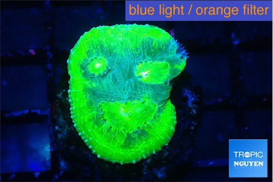 Echinophyllia freaky friday 2-3 cm WYSIWYG acclimaté