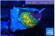 Ricordea yuma solar eruption small polyp 1 polyp WYSIWYG acclimaté