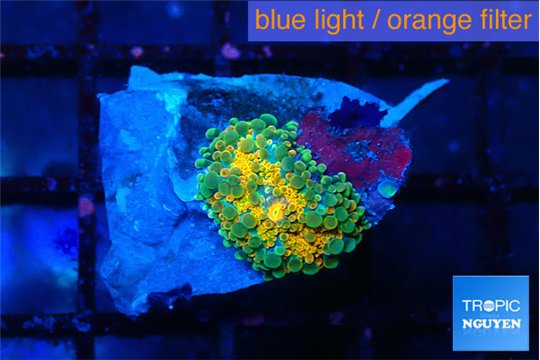 Ricordea yuma solar eruption small polyp 1 polyp WYSIWYG acclimaté