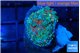 Ricordea yuma red green 2 polyps WYSIWYG acclimaté