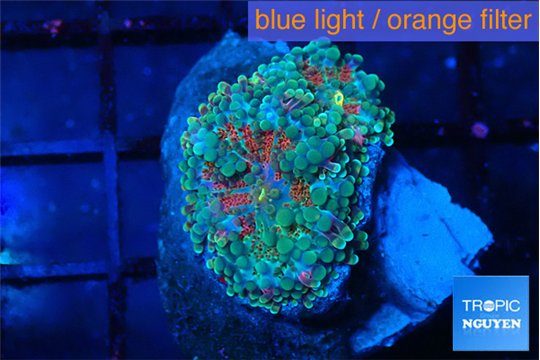 Ricordea yuma red green 2 polyps WYSIWYG acclimaté
