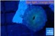 Discosoma avatar deep blue 1 polyp WYSIWYG acclimaté
