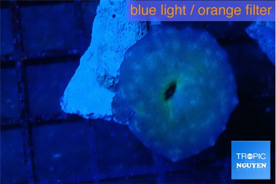 Discosoma avatar deep blue 1 polyp WYSIWYG acclimaté