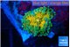 Ricordea yuma solar eruption 1 polyp WYSIWYG acclimaté