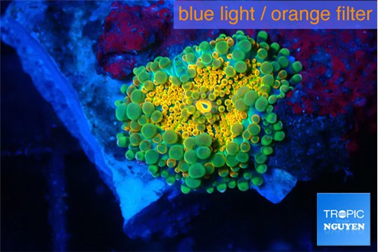 Ricordea yuma solar eruption 1 polyp WYSIWYG acclimaté