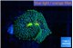 Ricordea floridae green 1 polyp WYSIWYG acclimaté