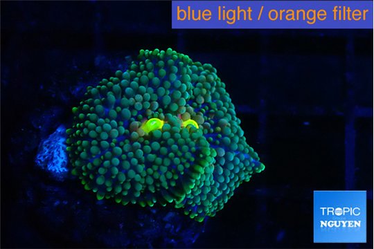 Ricordea floridae green 1 polyp WYSIWYG acclimaté